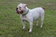 East TX Bulldogs Rock Star Roxy