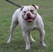 East TX Bulldogs Prince Zuko