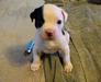 Black Stone Bulldogs Della Reese