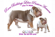  Rare Bulldogs Lilac Passion Armani