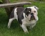 Rare Bulldogs Blue Dream Tanner