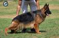 Smarta Vom Cairo Kennel