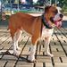 MISS MOLLY OF NEGROS BULLDOGS