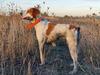 CHIARA Hunting Celebration