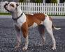Rapido Bulldogs Mirabel