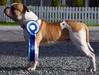 Rapido Bulldogs Spike