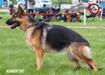Jersey Canine Extreme