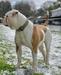  BullyBadass's Skidrow aka Mako