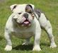  ibulldogges Remi