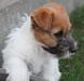HOLLY Depeche Canis