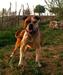 Qtahya Bull's Lucy