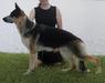 Ace of Heart’s Merge of the Gemini Von Volhouden <span style="color: darkblue">QUESTION IF THIS DOG COMES FROM PUREBRED GSDs</span>