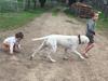 Pedigree American Bulldogs Australia 