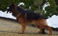  Dex Wolf Grande