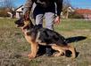 Wallery von Marbo Wolf