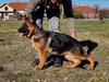 Wanta von Marbo Wolf