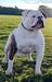  Tegerabulls Bizon