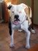 Heath’s Bella Rose