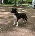 FROM GLADIATORDOGS SPECIAL QUEEN