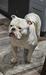 Deep South Bulldogs 'Xander