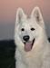  Friday 13 Zeichen von Wolf