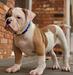 EverGreen Bulldogs Bigfoot