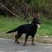 Harley King vom Kranich's Hof