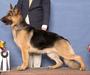 Timberline's Arko V Elite Design