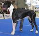 Best Male, BOB, BOS, CAC, R.CAC, CACIB Morani-M del Castello delle Rocche