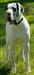  City Slicker Danes Anja Of TAGD