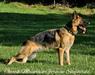 Poppy Of Ozark Mountain German Shepherds