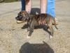 Black Stone Bulldogs Shango