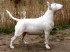 	DREAM OF LOVE VIVAX CANIS