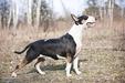 Bounty Vivax Canis