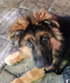 Von Florida German Shepherds Gunner