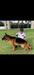 Yggy do Cachinauá