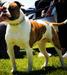 Bonehead bulldog's Cypher