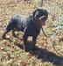 Giby Sibincic Rottweiler Kennel