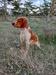 COOPER