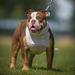 Purple Diamond Bullys Miss Kali @ Achieve Bullys