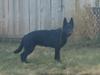  Pepper Aus Der Behuten Haus