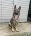  Alana G D' Estancias K9