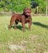 Big Nate bulldogges Kiba  of Great Hall Kennels