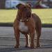 Royal Manor Bulldogs Lady Erin