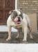 Fatz Bulliez Bulldogs Snupe