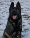Au Kato z Aztlan k9 von Schraderhaus