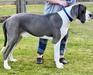  Land De Black And White's Magnum Of Mable Danes