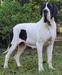  Arabella Of Lauer Danes