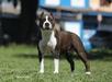 Amstaff Lyra Star Terrier