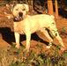 Jam Up Bulldogs' Nanuk